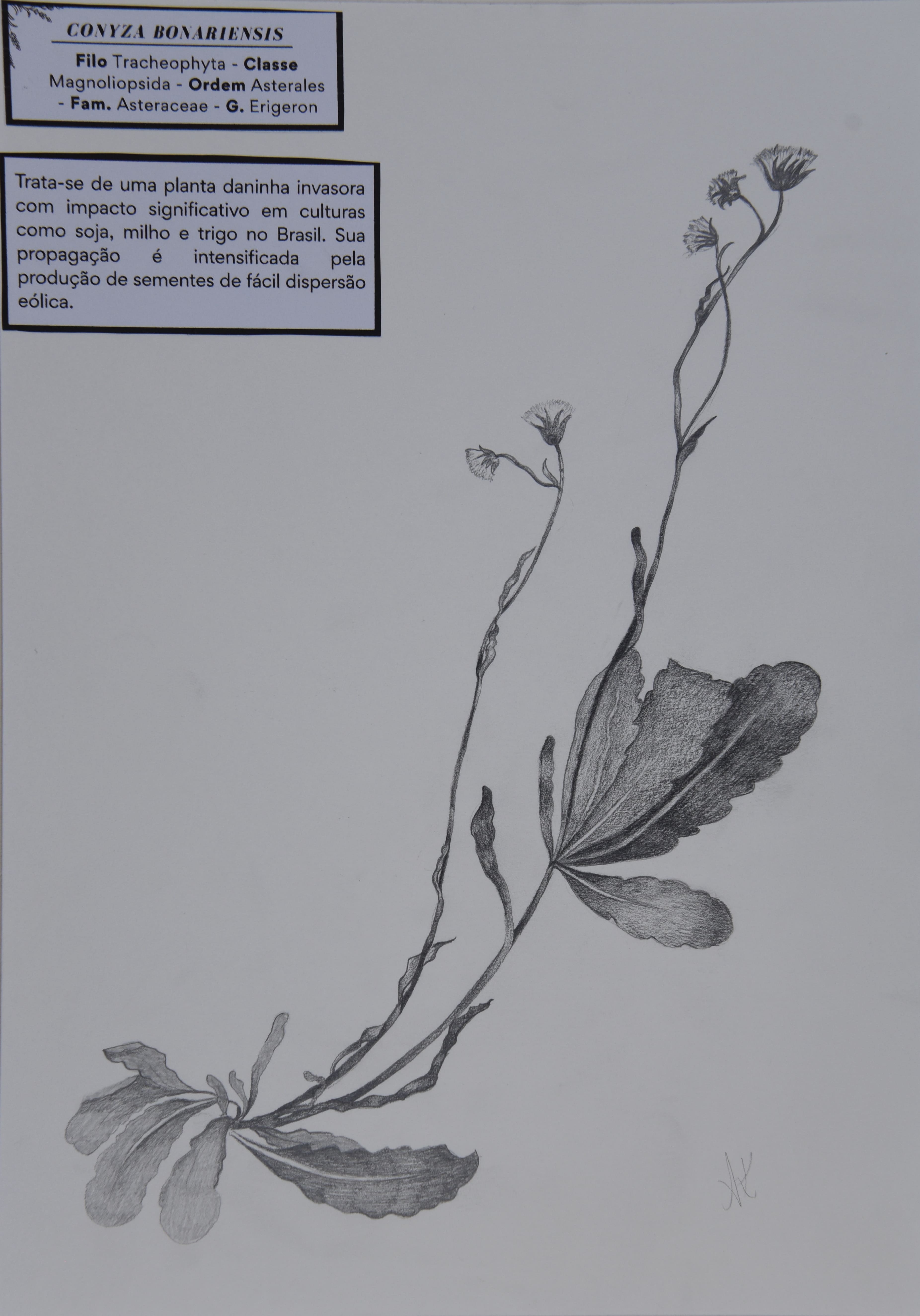 Obra 45 - Buva